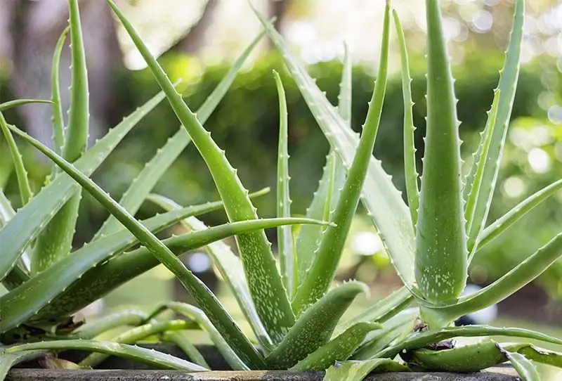 Hemorroides y aloe vera